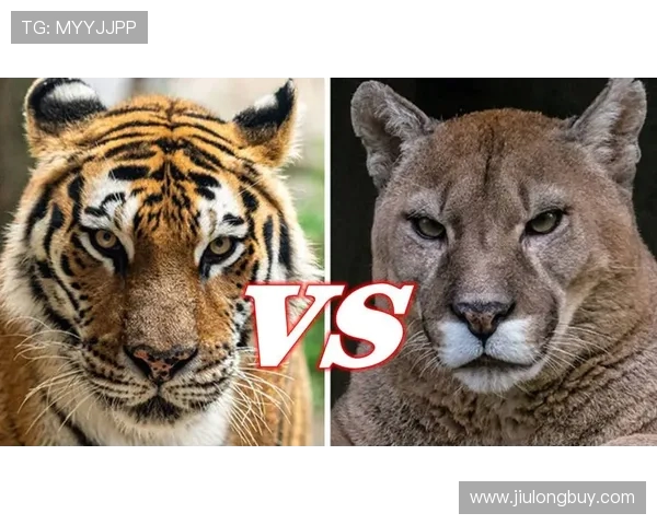 美洲狮与老虎大学的精彩对决探秘猎豹之王的校园传奇